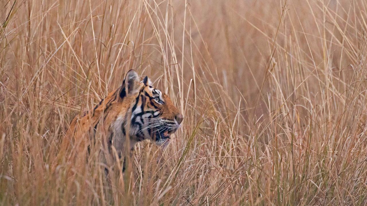 عکس روز بینگ