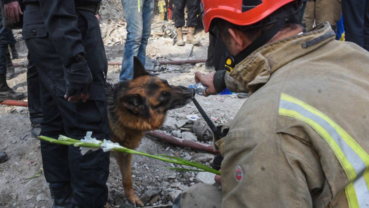 سگ زنده یاب