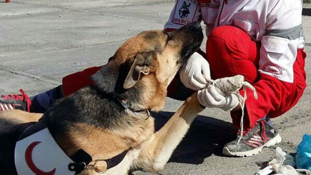 سگ زنده یاب