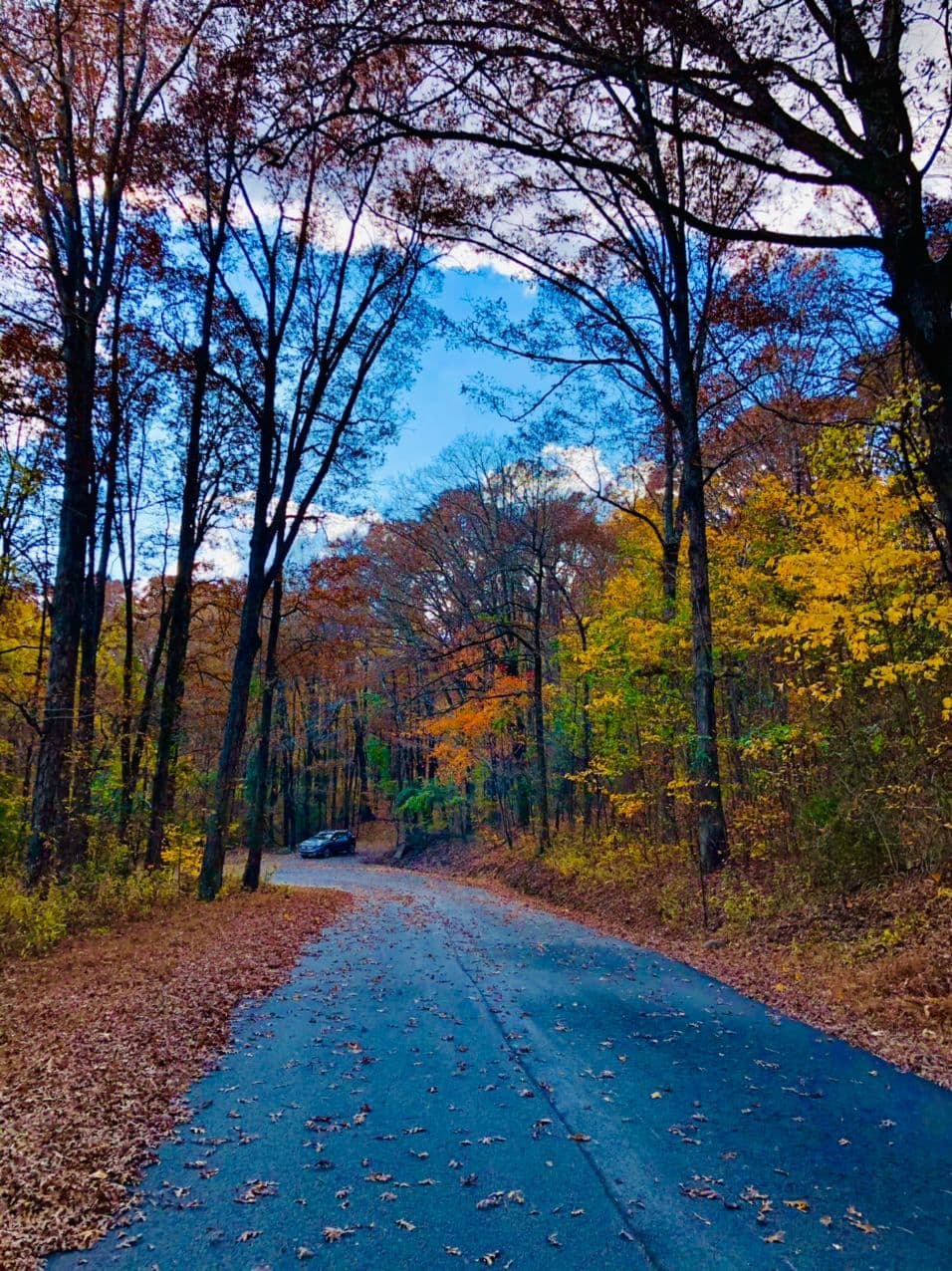 مونا کاظمی، آمریکا