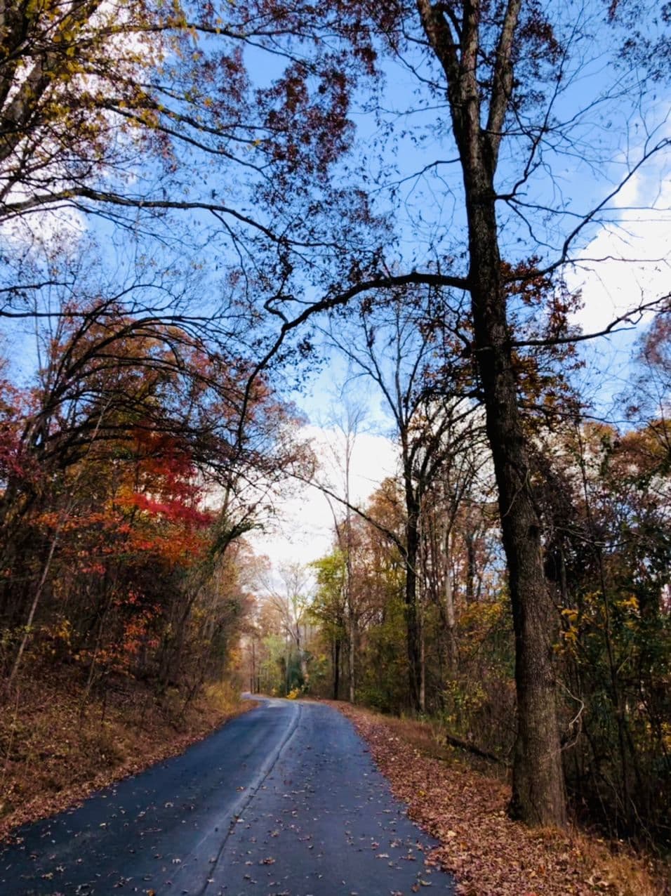 پاییز برگ پاییز مونا کاظمی، آمریکا