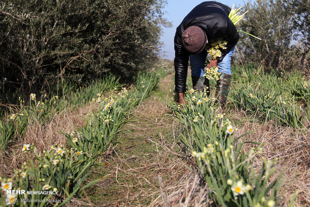 برداشت گل نرگس