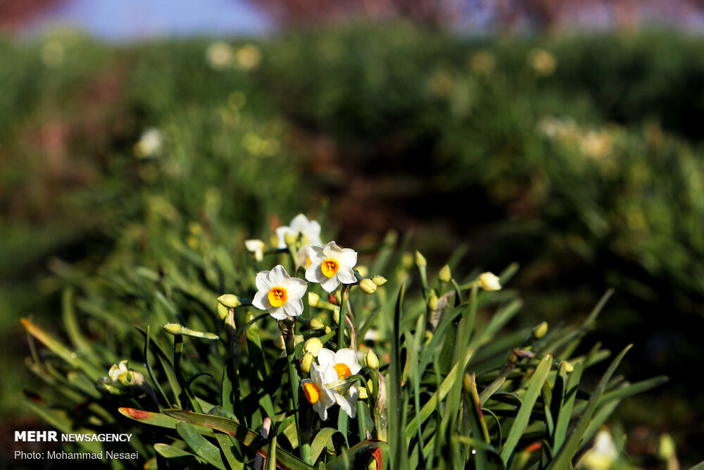 برداشت گل نرگس