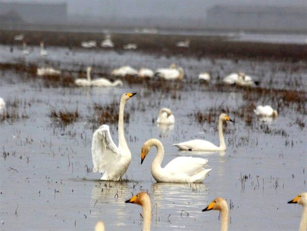 یک اشتباه نابخشودنی قوها را به قتلگاه برد+فیلم