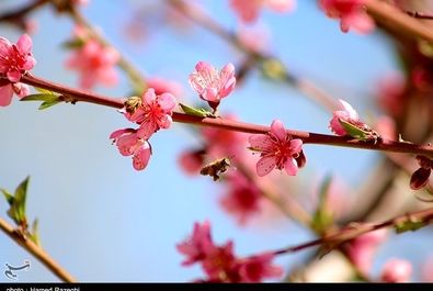 طبیعت بهاری ابهر