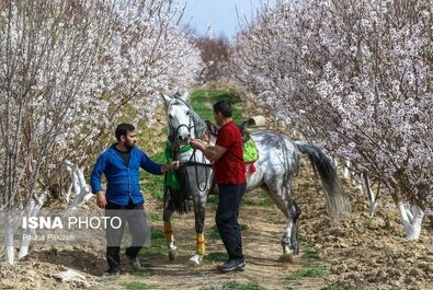 بهار شکوفه گل درخت