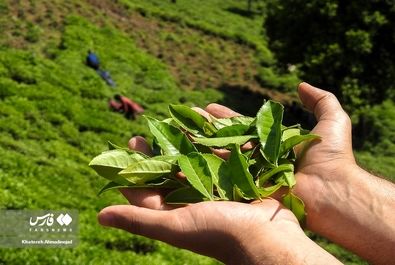 برداشت چای
