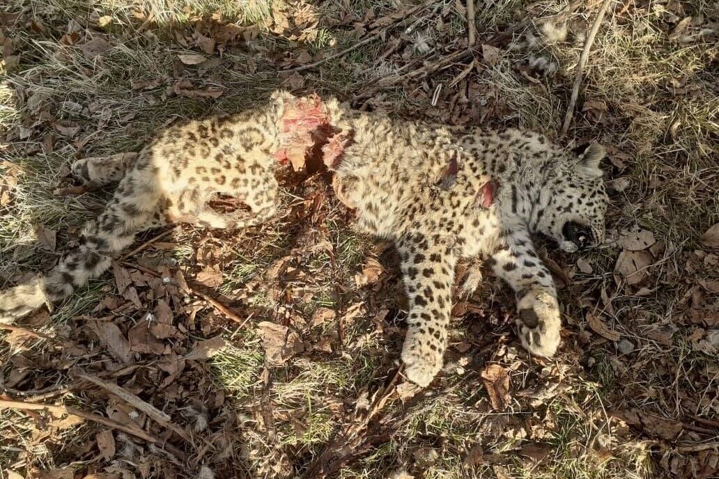 جزئیاتی جدید از تلف‌شدن پلنگ در ساری؛ در اثر اصابت چارپاره از سوی شکارچیان غیرقانونی کشته شده