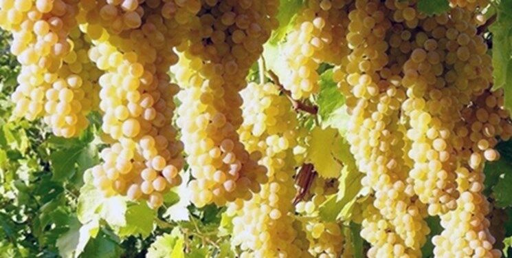 با کمک فناوری‌های کاهش مصرف آب، باغ‌های انگور سیستان توسعه می‌یابد