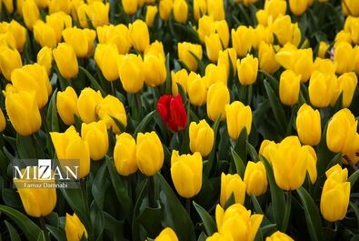 باغ ایرانی