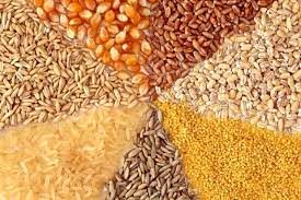 حذف ارز ۴۲۰۰ تومانی نهاده‌های دامی از اول دی تایید نشد
