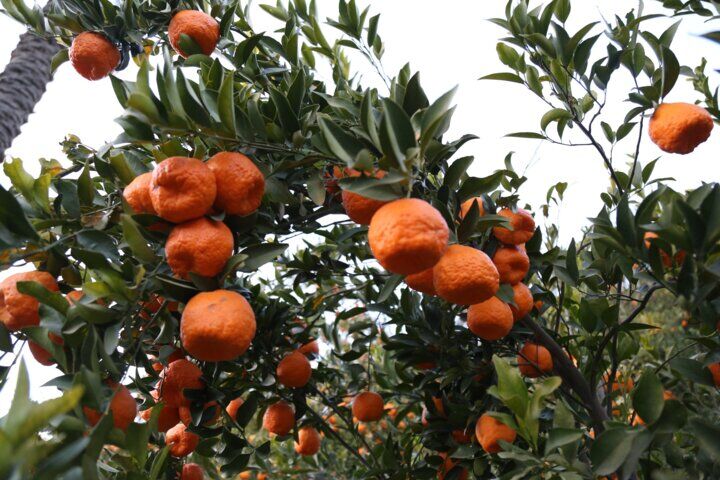 بی رغبتی باغداران مازندران نسبت به احیای باغ‌های مرکبات
