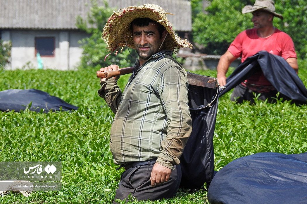 نرخ جدید خرید تضمینی برگ سبز چای ابلاغ شد