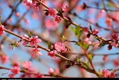 طبیعت بهاری ابهر