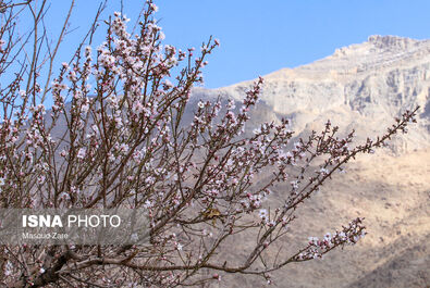 بهار شکوفه گل درخت
