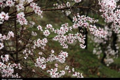شکوفه‌های بهاری در سنندج