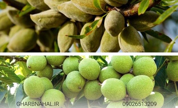 نکات طلایی خرید نهال گردو و بادام