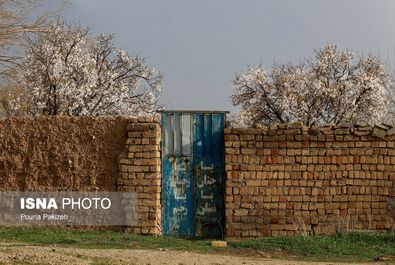 بهار شکوفه گل درخت