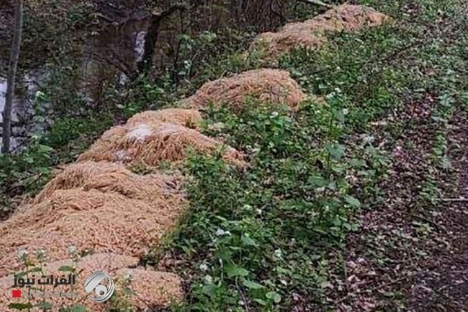 ماجرای کشف چند تن ماکارونی آماده طبخ در جنگل‌های آمریکا چه بود؟