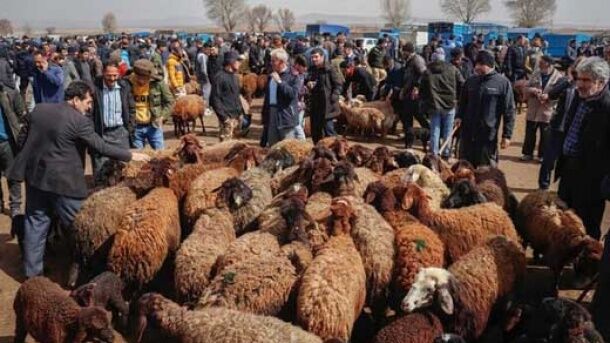 قیمت دام زنده امروز چهارشنبه ۲۴ تیر ۱۴۰۵ 