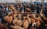 قیمت دام زنده امروز چهارشنبه ۱۴ مرداد ۱۴۰۵ 