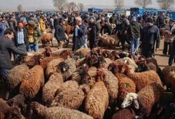 قیمت دام زنده امروز چهار‌شنبه ۷ مرداد ۱۴۰۵