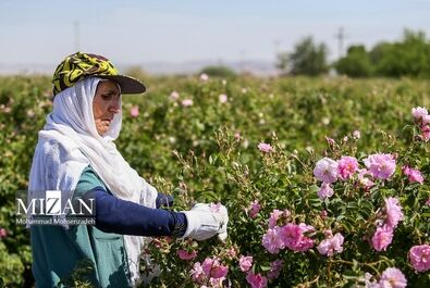 فصل برداشت گل محمدی
