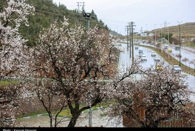 شکوفه‌های بهاری در سنندج