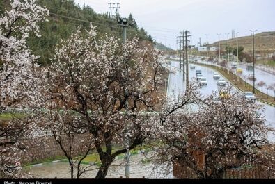 شکوفه‌های بهاری در سنندج