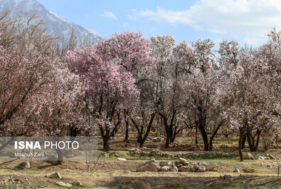 بهار شکوفه گل درخت