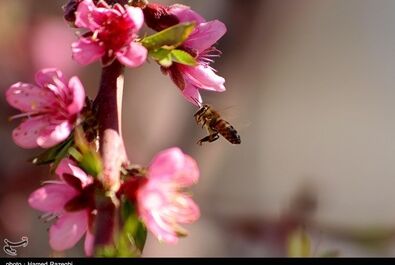 طبیعت بهاری ابهر