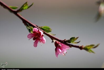 طبیعت بهاری ابهر