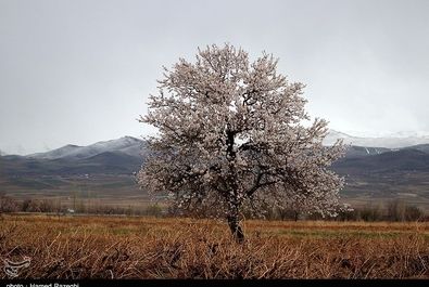 طبیعت بهاری ابهر