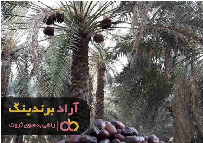 شغل جدیدم مسیری پولساز برای من بود