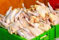 قیمت مرغ امروز یکشنبه ۲۴ خرداد ۱۴۰۵
