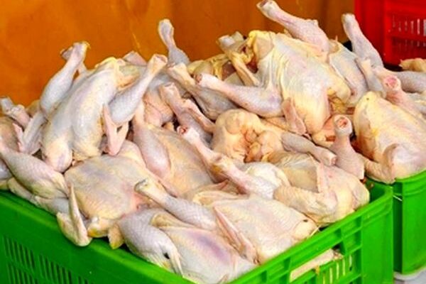 قیمت مرغ امروز پنجشنبه ۱۹ شهریور ۱۴۰۵