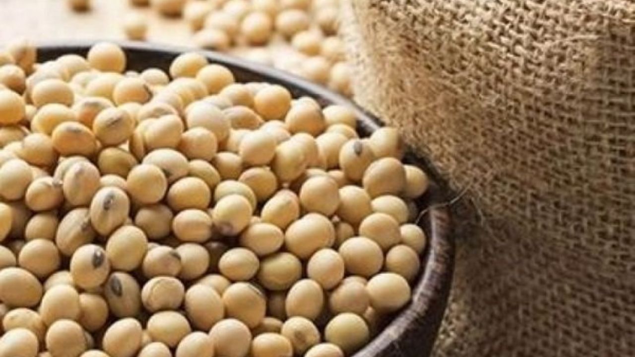 روسیه جایگزین آمریکا در صادرات دانه سویا به چین شد