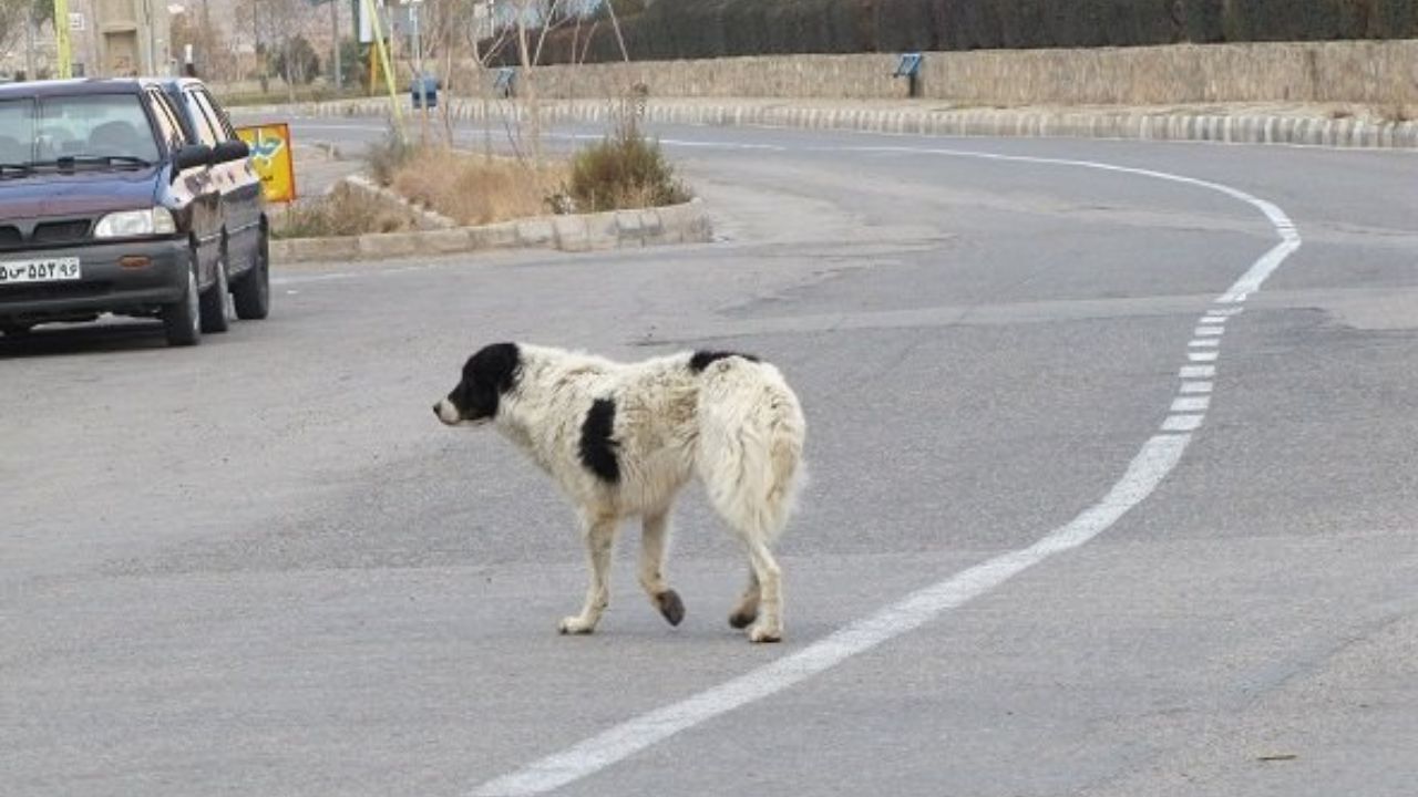 داستان کشتن یک سگ