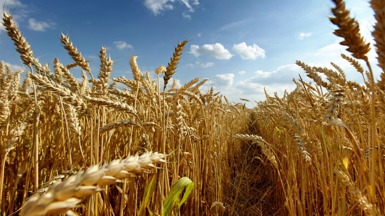 خبری از اعلام نرخ خرید تضمینی گندم نیست/ حداقل نرخ خرید تضمینی هر کیلو گندم 2 هزار و 200 تومان