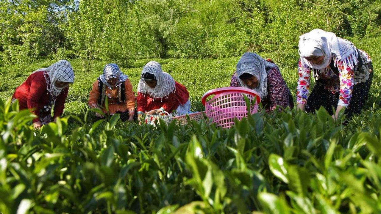 100 درصد مطالبات دولت به چایکاران پرداخت شد/ تولید 25 هزار و 633 تن چای خشک در سال جاری
