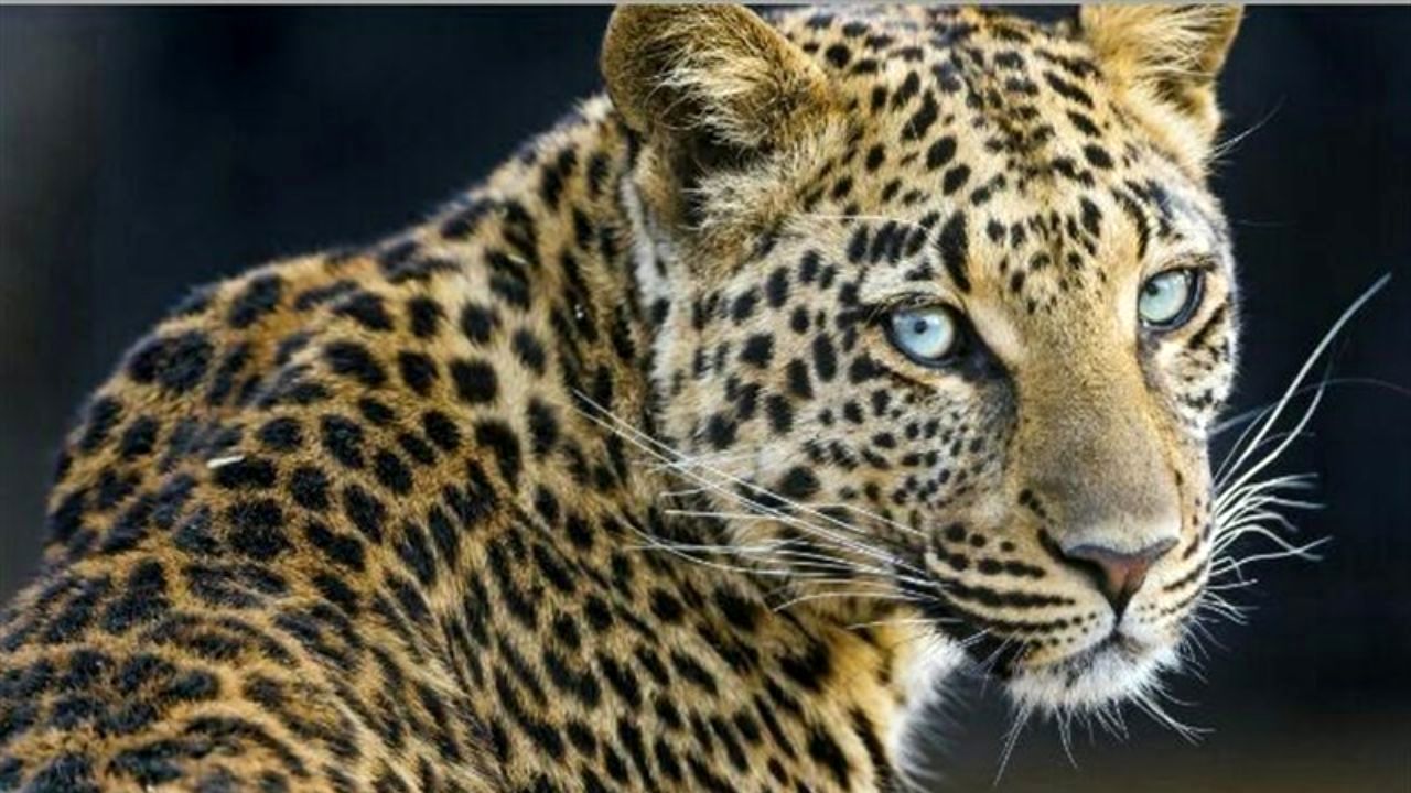 حمله یک پلنگ به جوانی در الموت