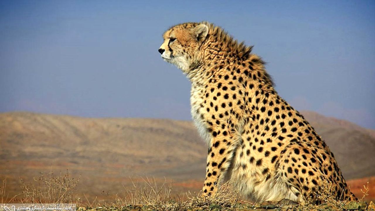 استفاده از رحم اجاره‌ای برای حفاظت از یوزپلنگ آسیایی
