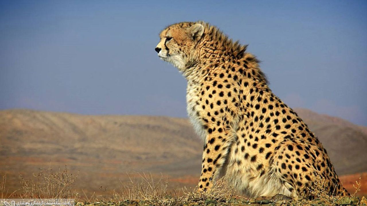 استفاده از رحم اجاره‌ای برای حفاظت از یوزپلنگ آسیایی