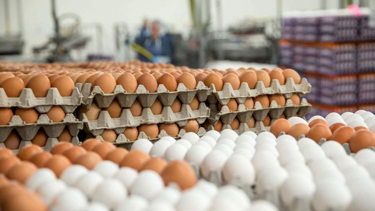 کشف 328 کارتن تخم مرغ تاریخ گذشته