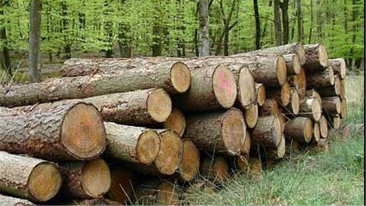 تشدید برخورد با قاچاقچیان چوب و دام
