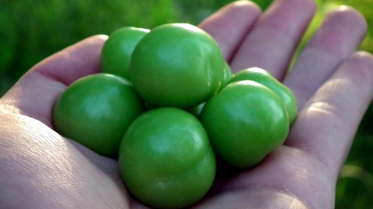 گوجه‌سبز ارزان می‌شود