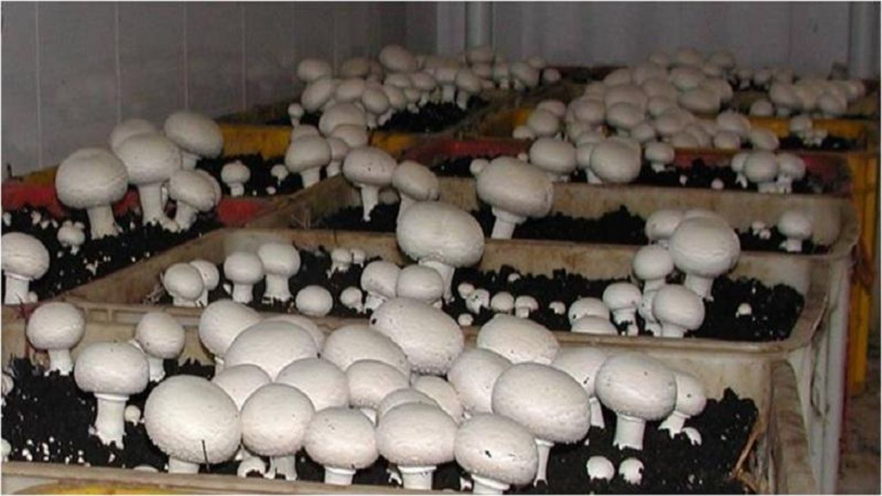 150 هزارتن قارچ سالانه در کشور تولید می‌شود