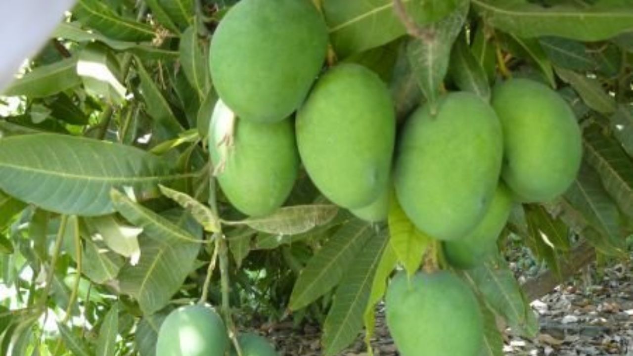 رتبه دوم سیستان و بلوچستان در تولید انبه