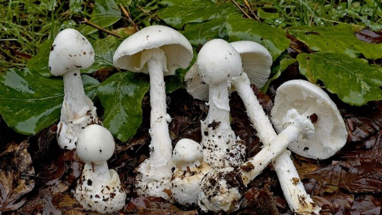 مسمومیت 40 نفر بر اثر مصرف قارچ سمی در همدان