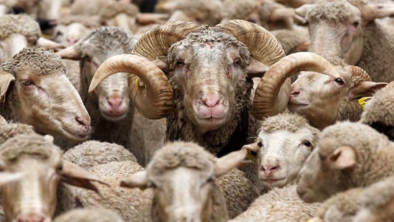 گرانی متولی دیگری دارد/ در «سیاه بهار» دام عرضه نمی‌کنیم